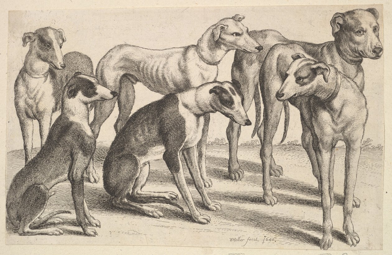 Six Hounds, 1646. tekijältä Wenceslaus Hollar