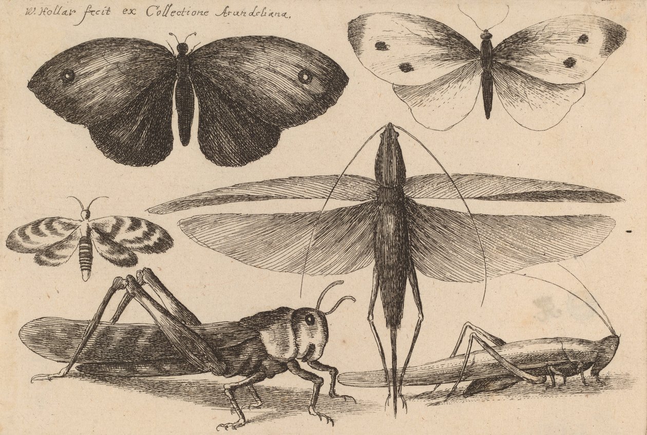 Kuusi hyönteistä, 1646. tekijältä Wenceslaus Hollar