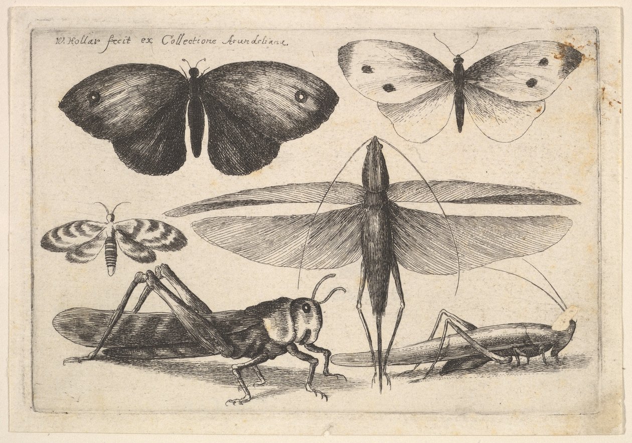 Kuusi hyönteistä, 1646. tekijältä Wenceslaus Hollar