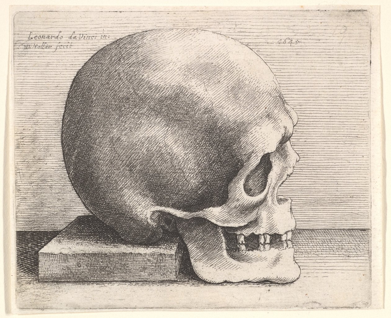 Kallo profiilissa oikealle, 1645. tekijältä Wenceslaus Hollar
