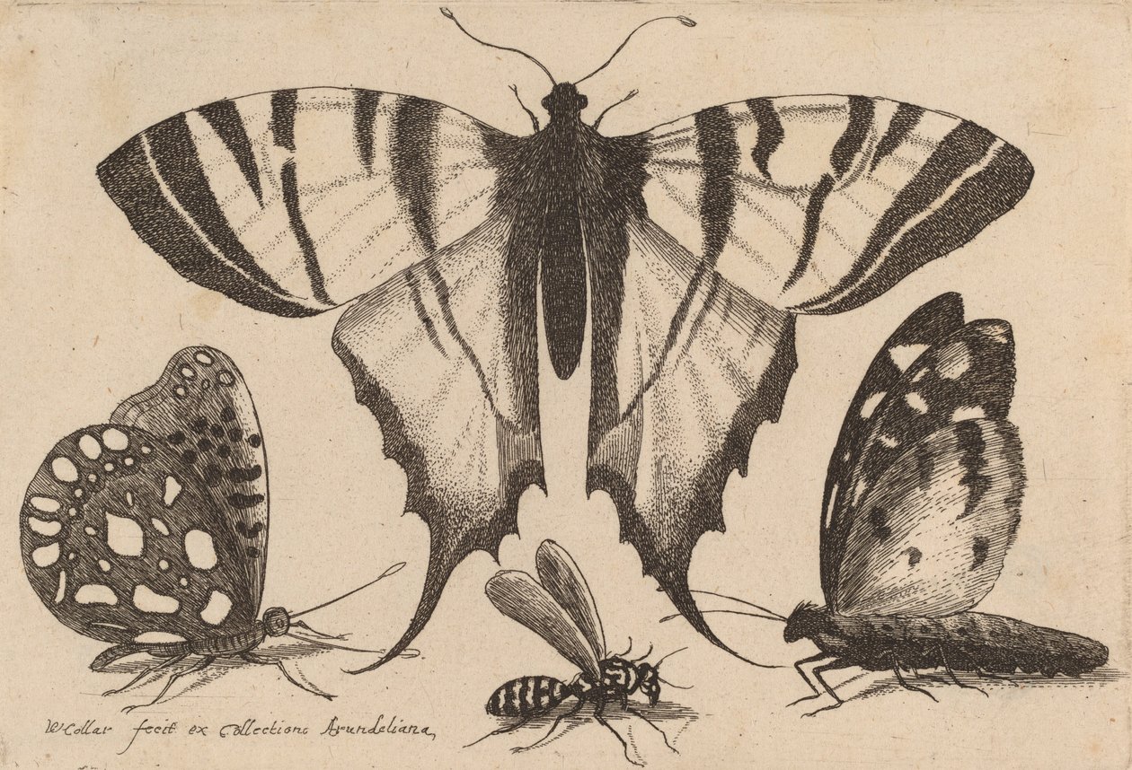 Kolme perhosta ja ampiainen, 1646. tekijältä Wenceslaus Hollar