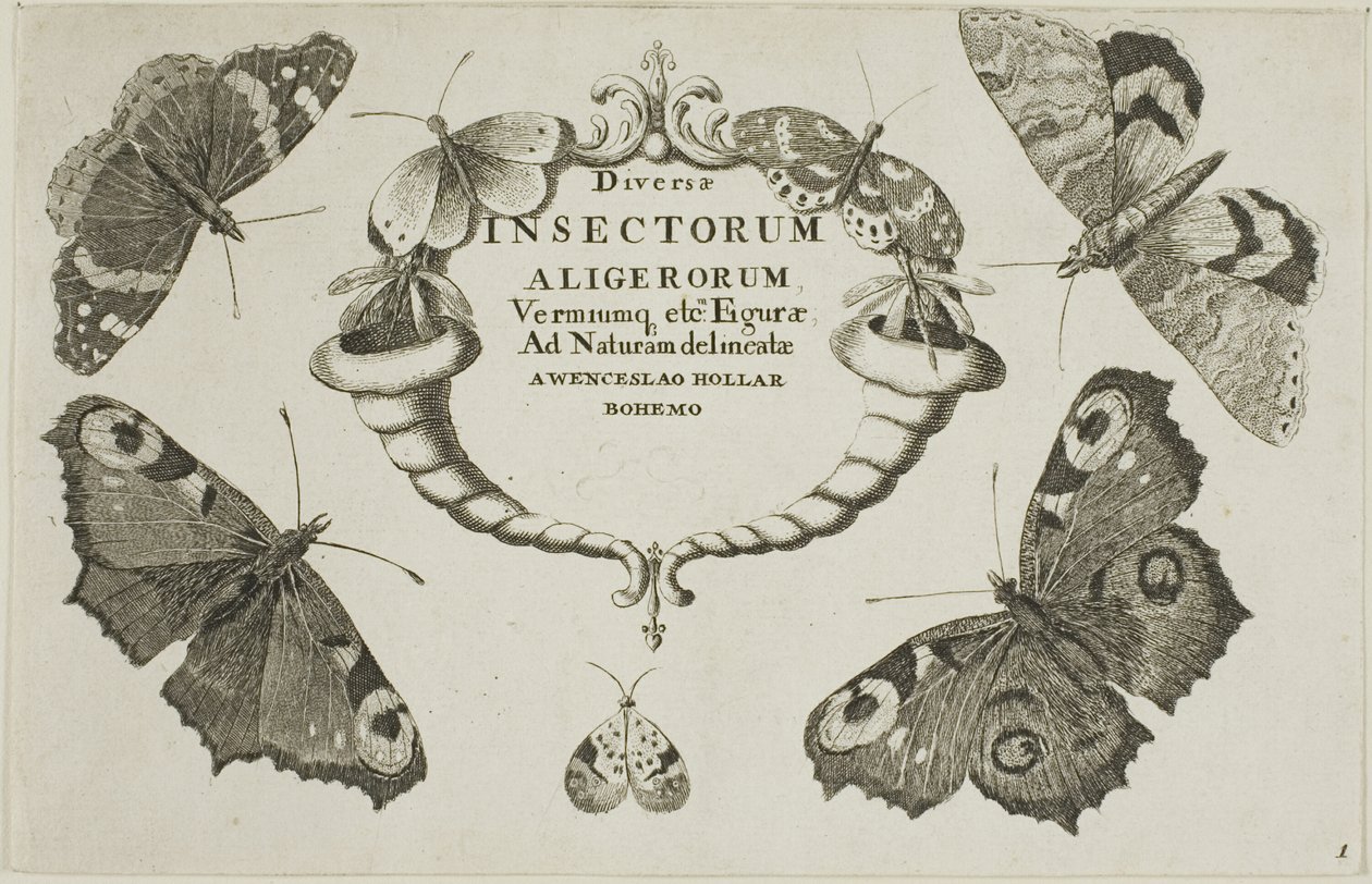 Nimilehti Miscellaneous Insectsistä tekijältä Wenceslaus Hollar