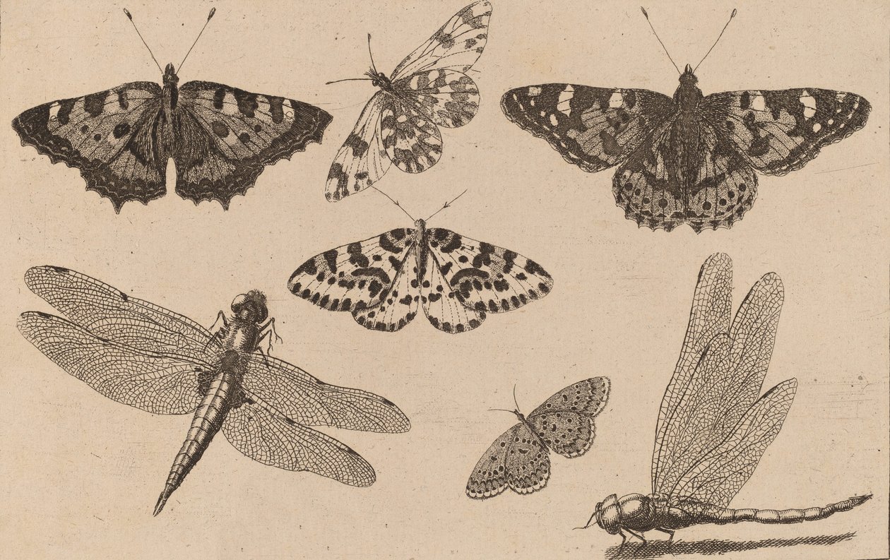 Kaksi sudenkorentoa ja viisi perhosta. tekijältä Wenceslaus Hollar