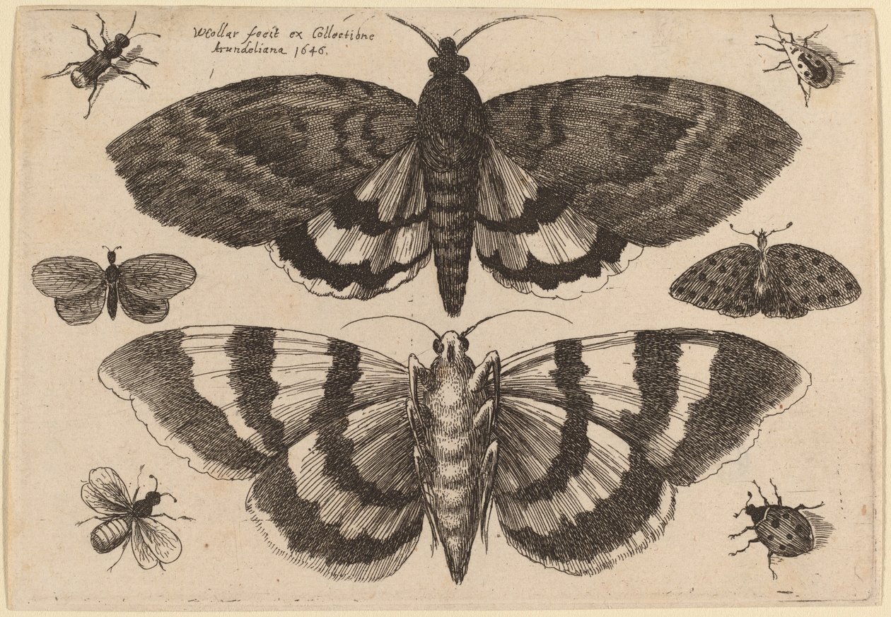 Kaksi yöperhosta ja kuusi hyönteistä tekijältä Wenceslaus Hollar