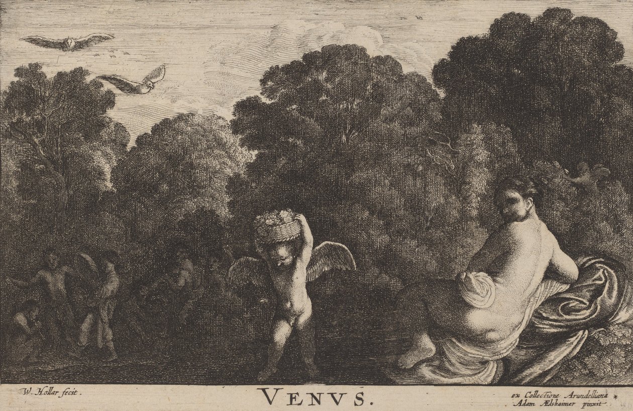 Venus. tekijältä Wenceslaus Hollar
