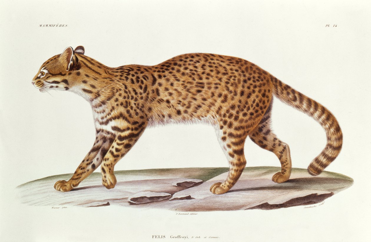 Geoffreys Cat (felis Geoffroyi) kuvitus Alcide dOrbignyn teoksesta Voyage dans lAmerique Meridionale, kaiverrus Annedouche, 1847 tekijältä Werner Werner