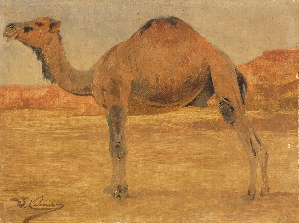 Dromedar tekijältä Wilhelm Kuhnert