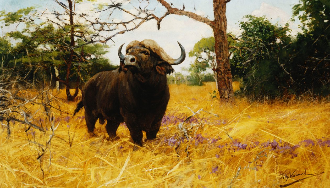 Kaffir Buffalo Prairie Grassissa, tekijältä Wilhelm Kuhnert