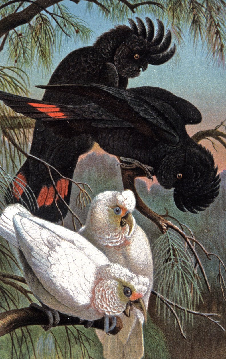 Banksin kakadu, n. 1910 (kuva) tekijältä Wilhelm Kuhnert