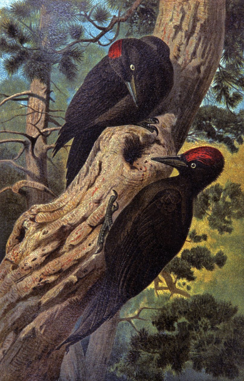 Musta tikka, n. 1910 (kuva) tekijältä Wilhelm Kuhnert