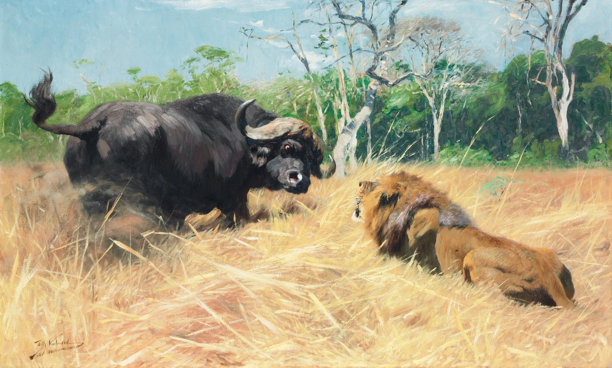 Buffalo ja leijona ennen taistelua, tekijältä Wilhelm Kuhnert