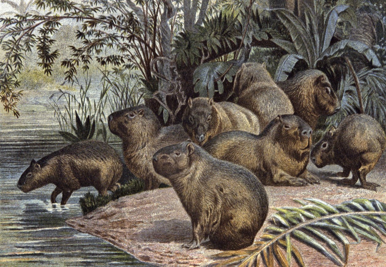 Capybaras tekijältä Wilhelm Kuhnert