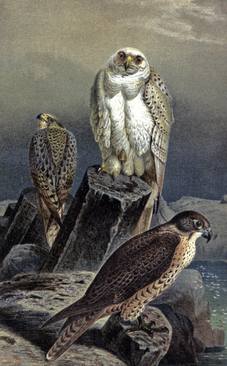Hunting Falcon, n. 1910 (kuva) tekijältä Wilhelm Kuhnert