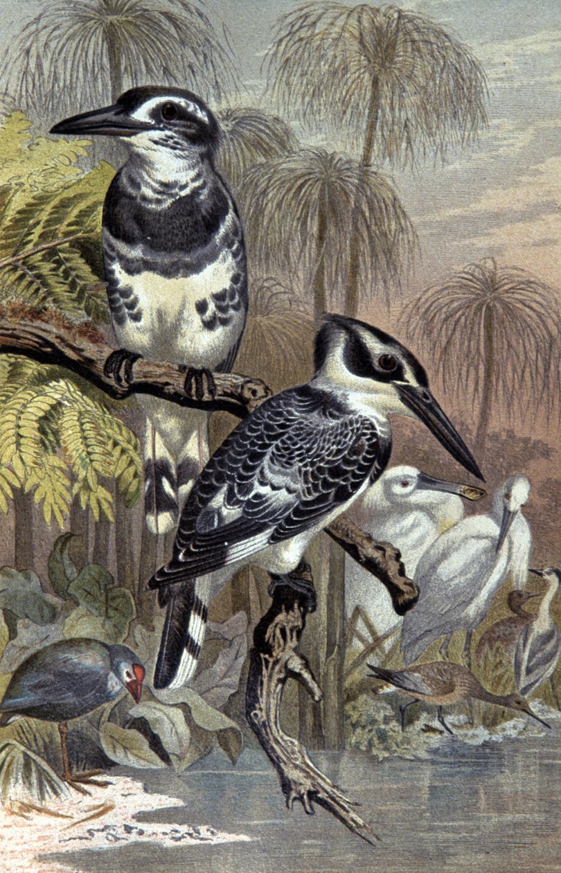 Kingfishers, n. 1910 (kuva) tekijältä Wilhelm Kuhnert