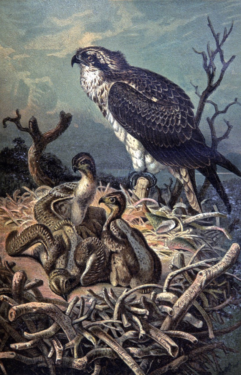 Osprey, n. 1910 (kuva) tekijältä Wilhelm Kuhnert