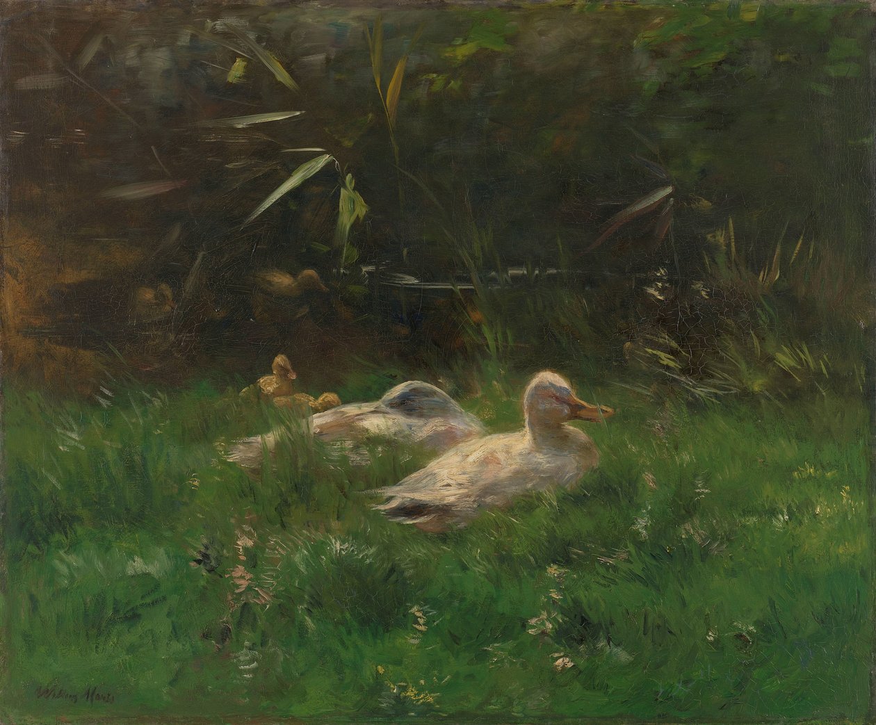 ankkoja tekijältä Willem Maris