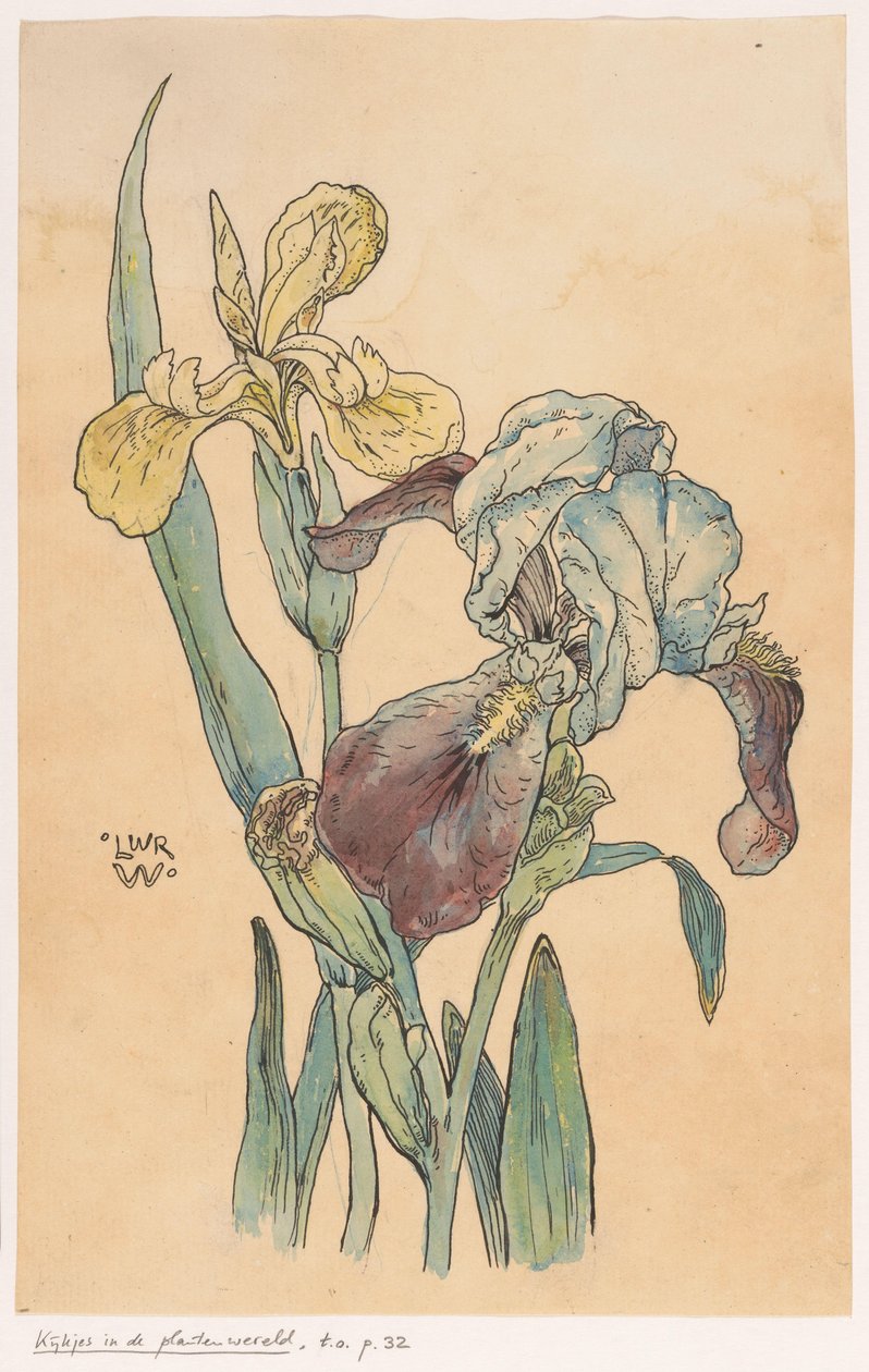 Iiris tekijältä Ludwig Willem Reymert Wenckebach