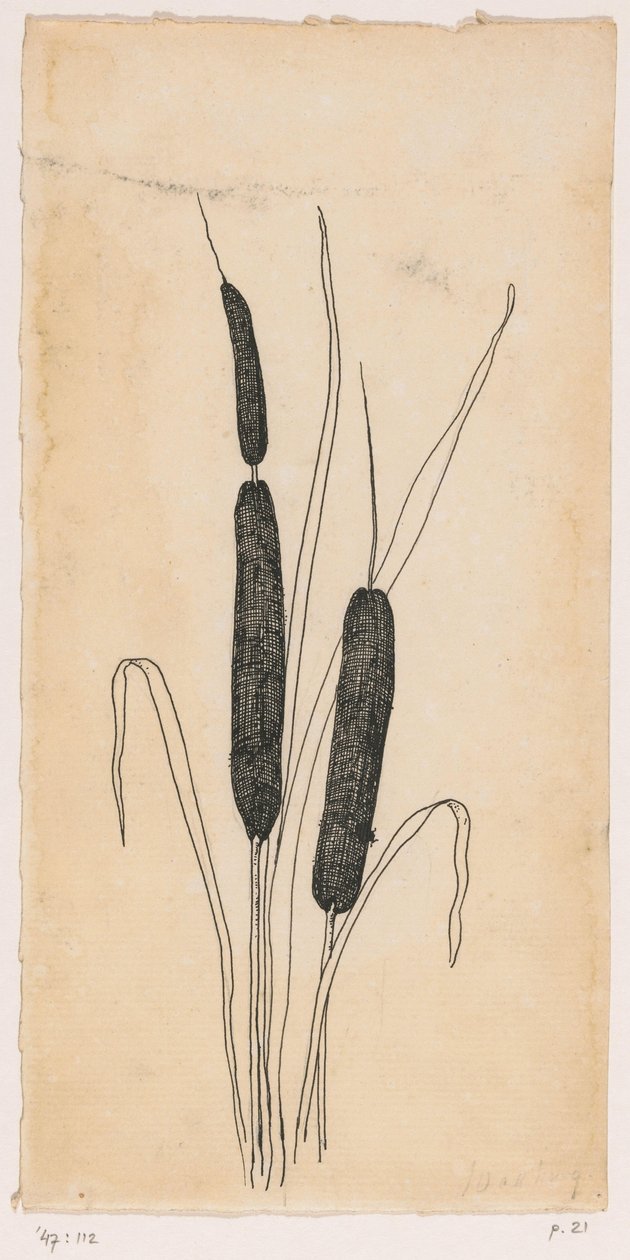 Cattails tekijältä Willem Wenckebach