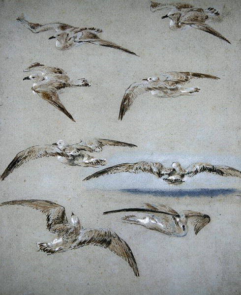 Seven Seagulls (kynä, wc ja vartaloväri paperilla) tekijältä Clarkson Frederick Stanfield