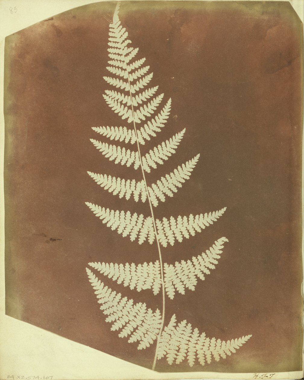 (Buckler Fern) tekijältä William Henry Fox Talbot