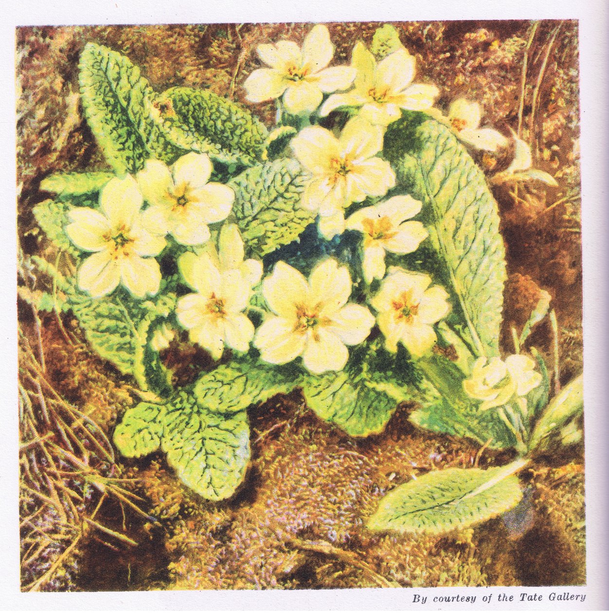 Primroses, Nature in Britain julkaisija Collins, 1946 tekijältä William Henry Hunt
