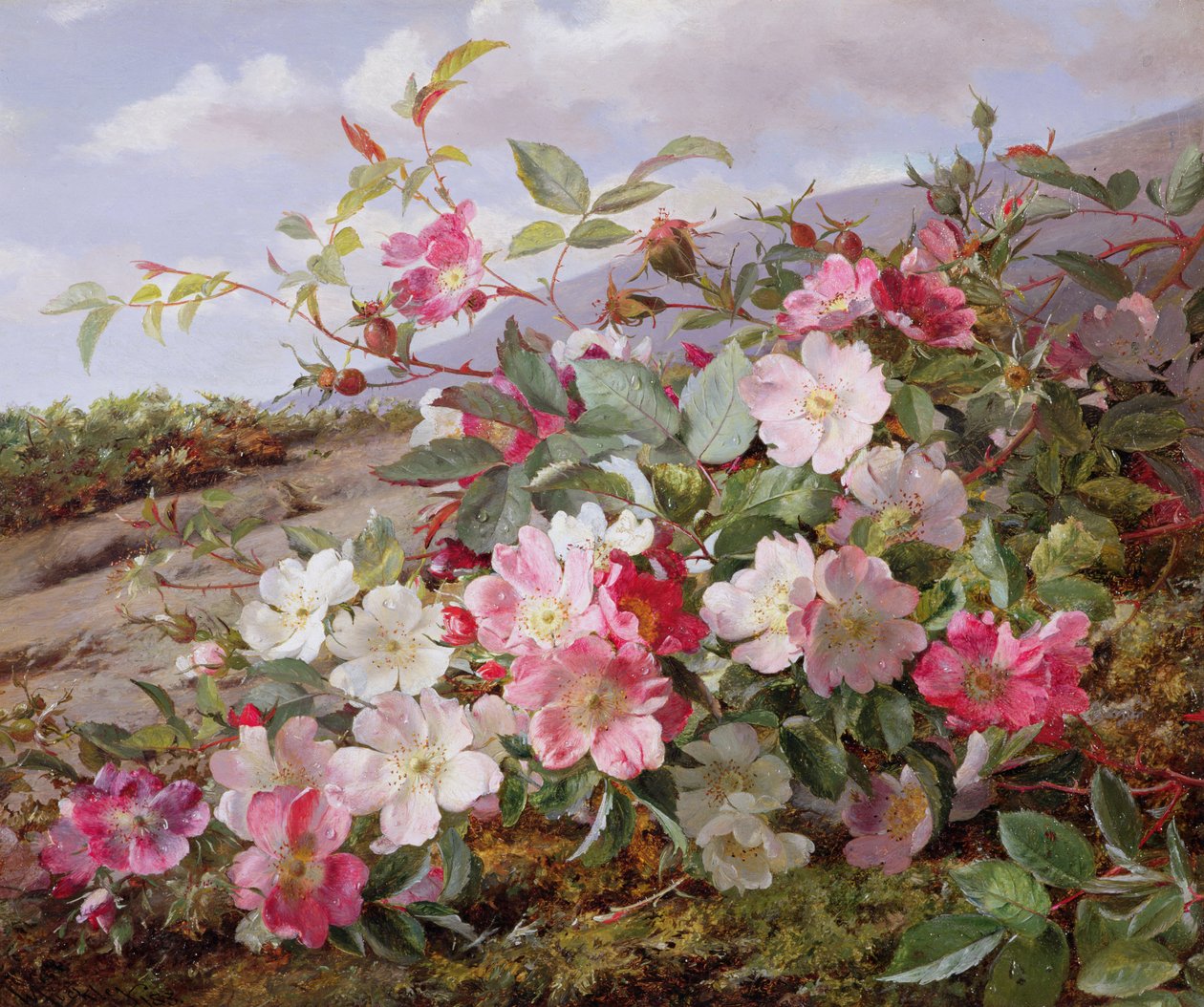 Eglantine, 1883 tekijältä William Jabez Muckley