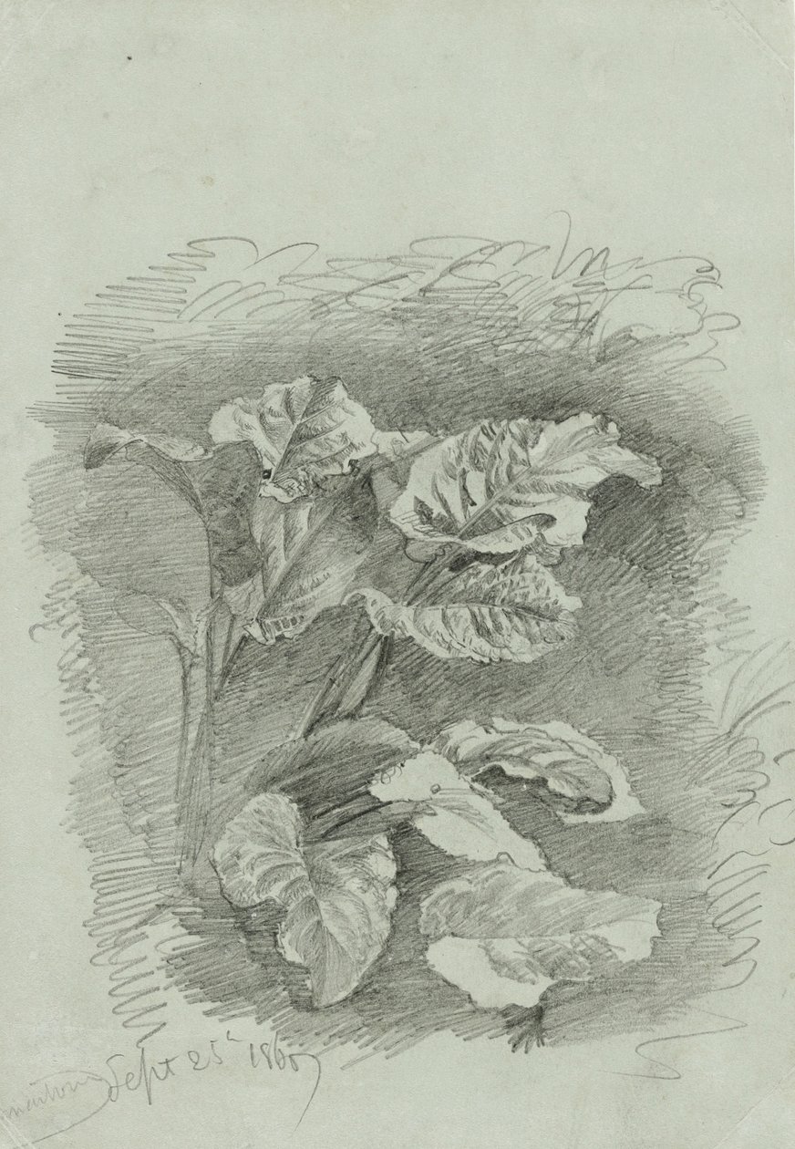 Kasvitutkimus, 1867 (grafiitti vihreällä kudospaperilla) tekijältä William Trost Richards