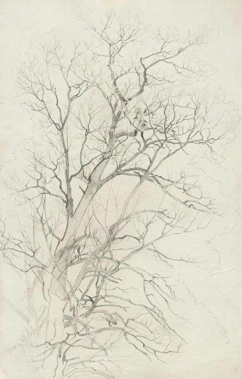 Puu, 1866 (grafiitti harmaalla kudottupaperilla) tekijältä William Trost Richards