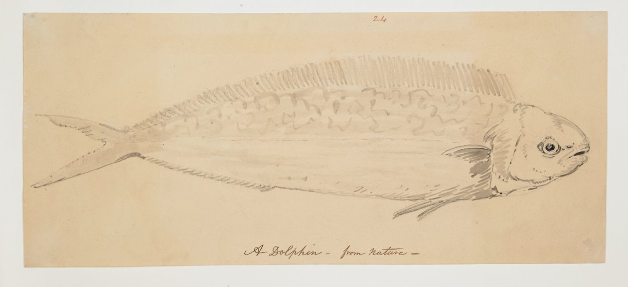 WD 961 f.24 tekijältä William Alexander