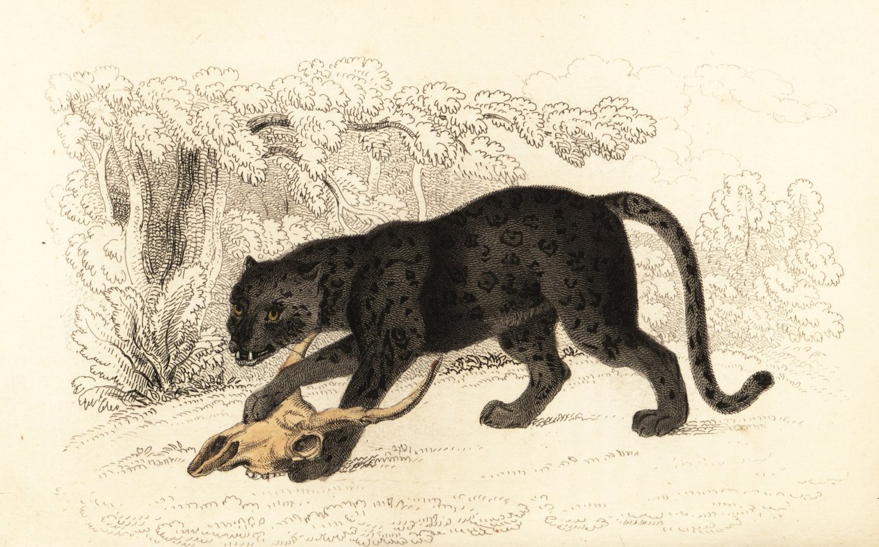 Musta jaguaari, Fanthera pardus., 1834 (kaiverrus) tekijältä William Alexander Forbes