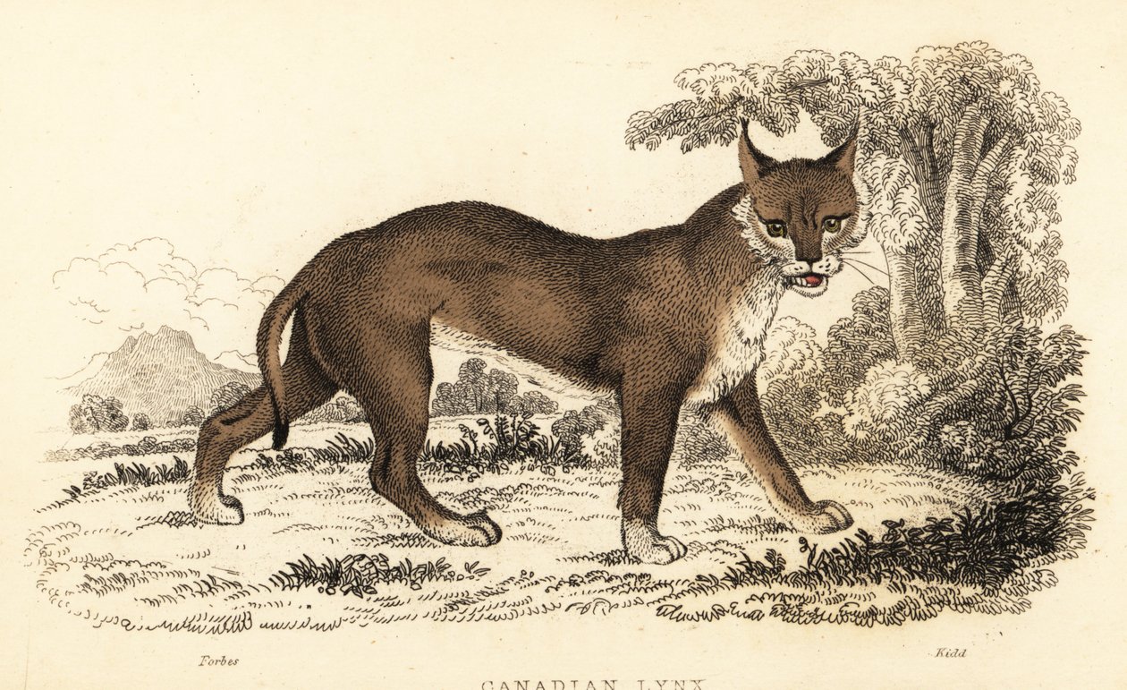 Kanadan ilves, Lynx canadensis., 1834 (kaiverrus) tekijältä William Alexander Forbes