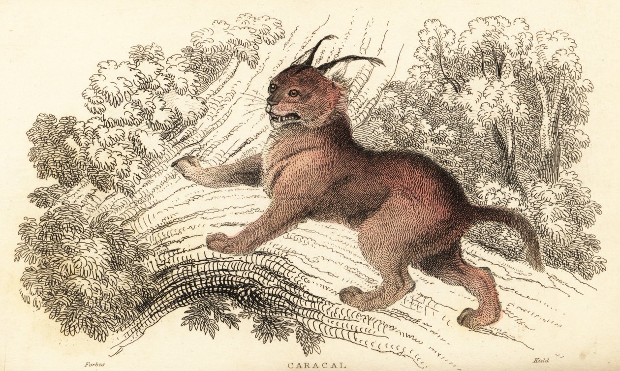 Caracal, Caracal Caracal., 1834 (kaiverrus) tekijältä William Alexander Forbes