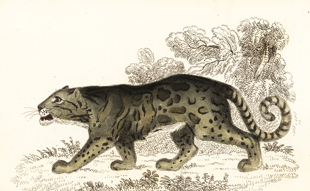 Pilvinen leopardi, Neofelis nebulosa., 1834 (kaiverrus) tekijältä William Alexander Forbes