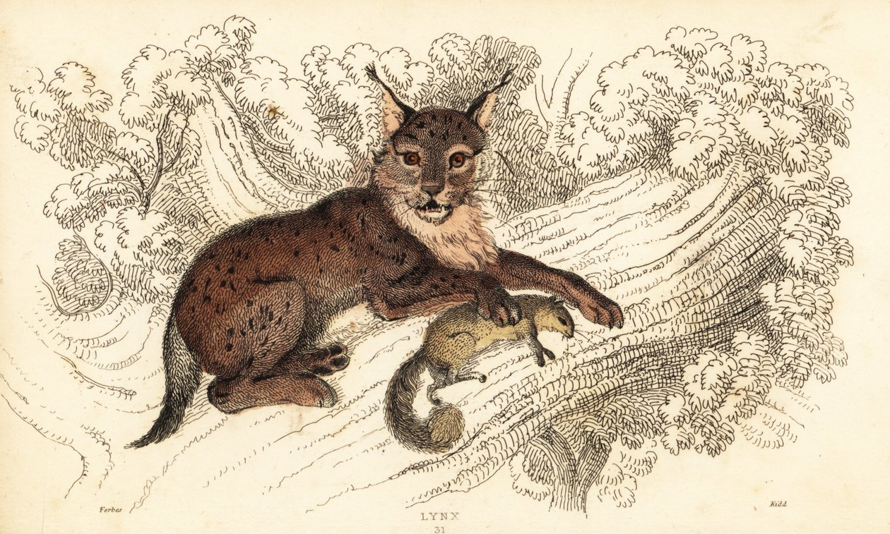 Euraasianilves, Lynx lynx., 1834 (kaiverrus) tekijältä William Alexander Forbes