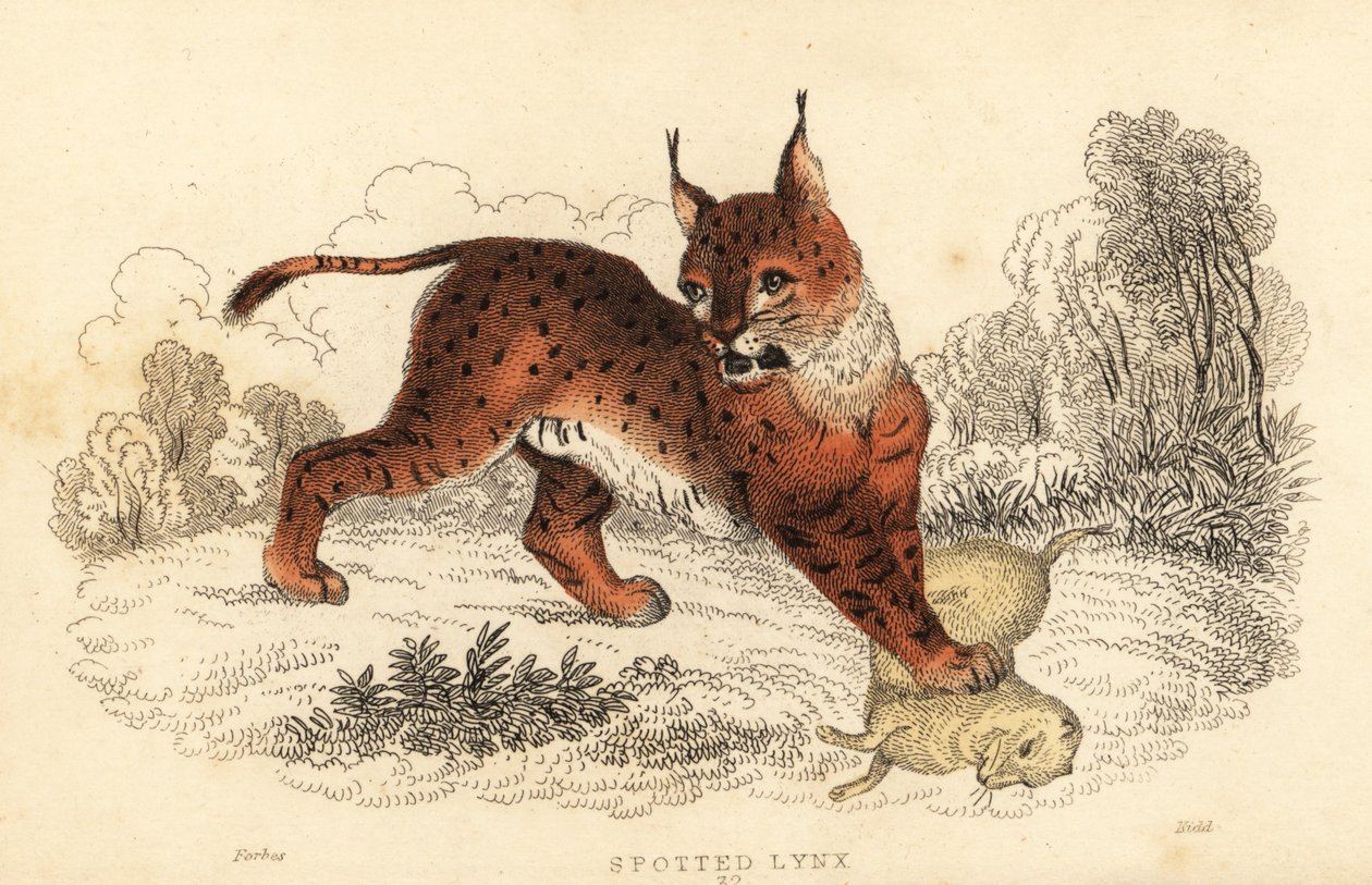 Euraasianilves, Lynx lynx., 1834 (kaiverrus) tekijältä William Alexander Forbes