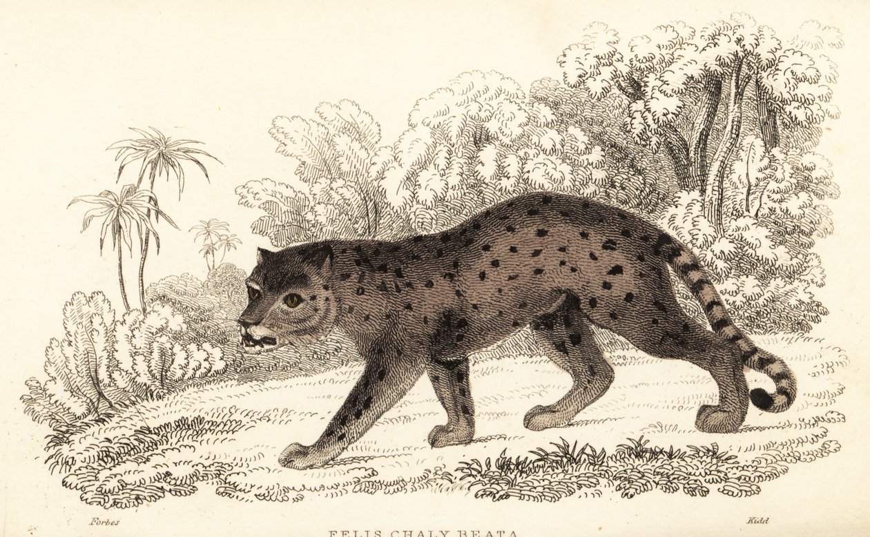 Jaguarandi, puma kunnioittaa., 1834 (Ngaraving) tekijältä William Alexander Forbes