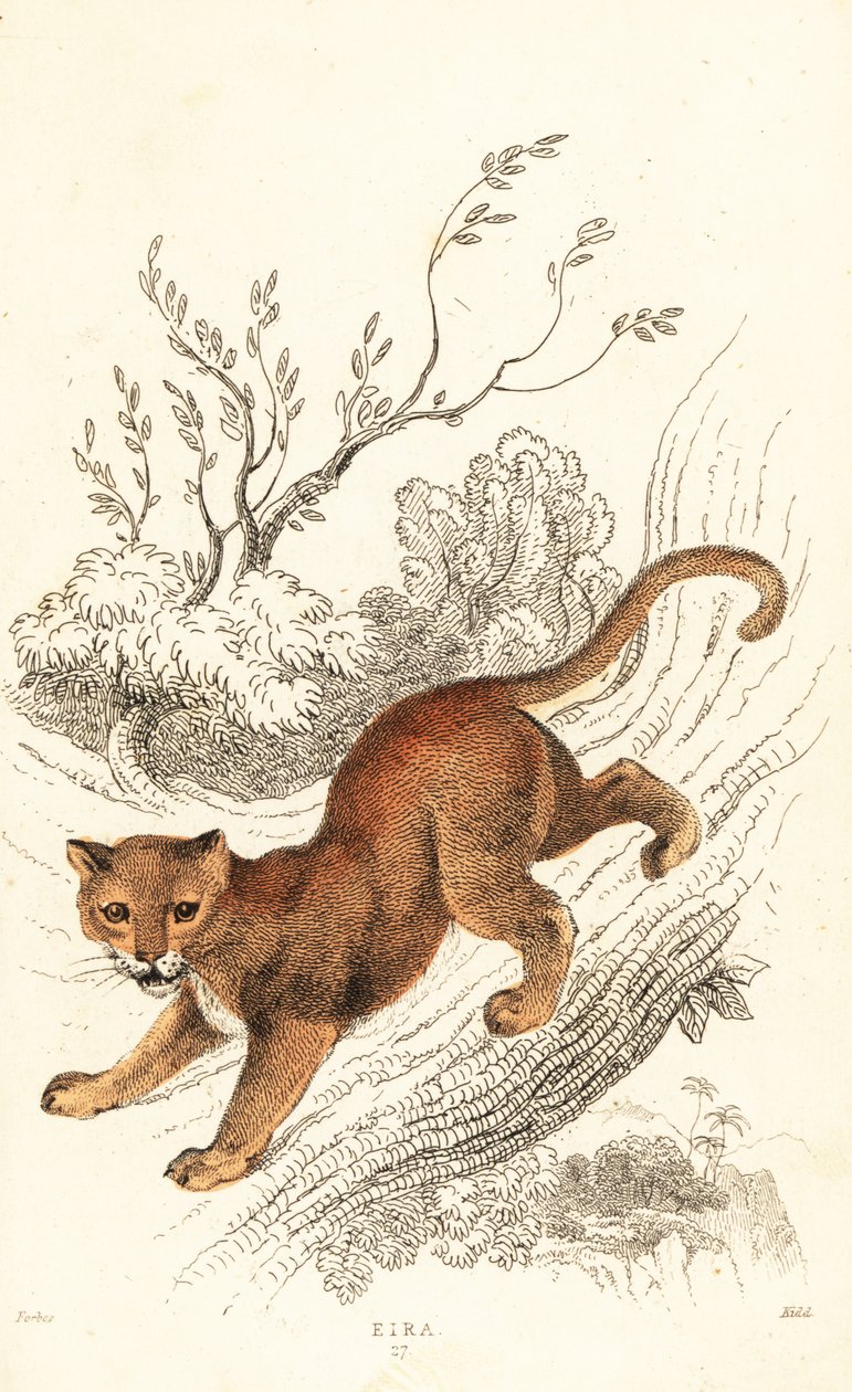 Jaguarandi, puma kunnioittaa., 1834 (Ngaraving) tekijältä William Alexander Forbes