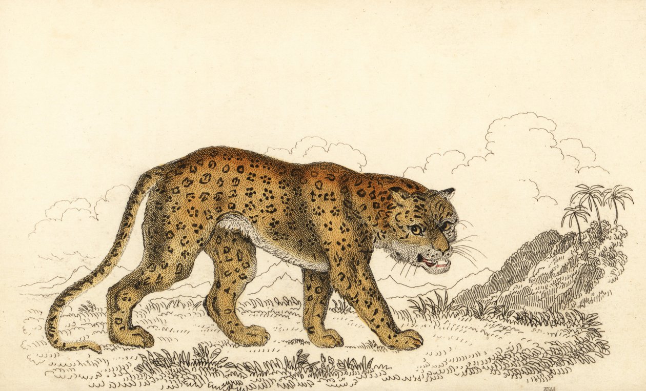 Leopardi, Panthera pardus, haavoittuva., 1834 (kaiverrus) tekijältä William Alexander Forbes