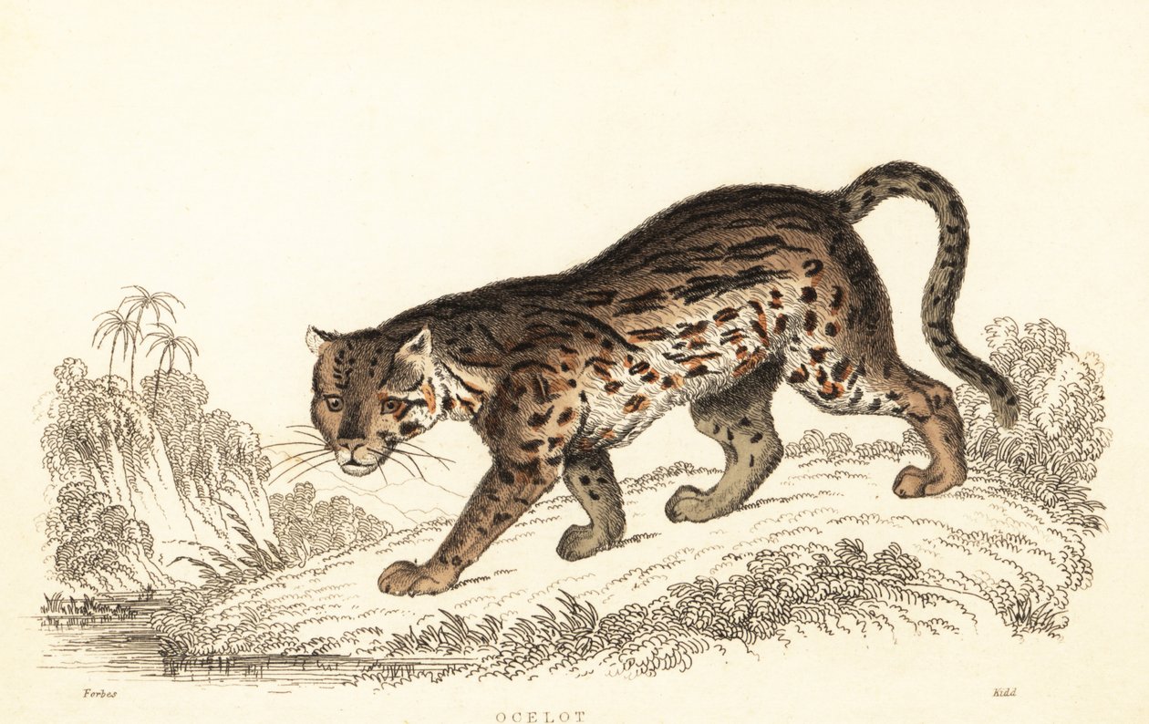 Ocelot, Leopardus pardalis., 1834 (kaiverrus) tekijältä William Alexander Forbes
