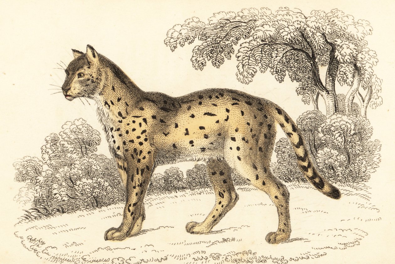 Serval, Leptailurus serval.,1834 (kaiverrus) tekijältä William Alexander Forbes
