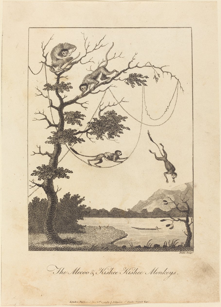 The Mecoo & Kisbee Kishee Monkeys, 1793. tekijältä William Blake