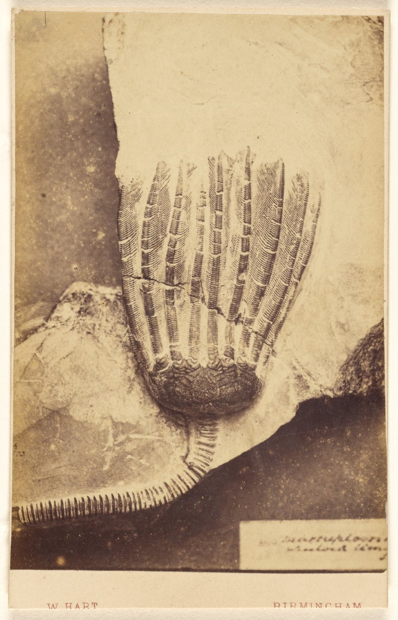 [Crinoidien fossiili] tekijältä William Hart