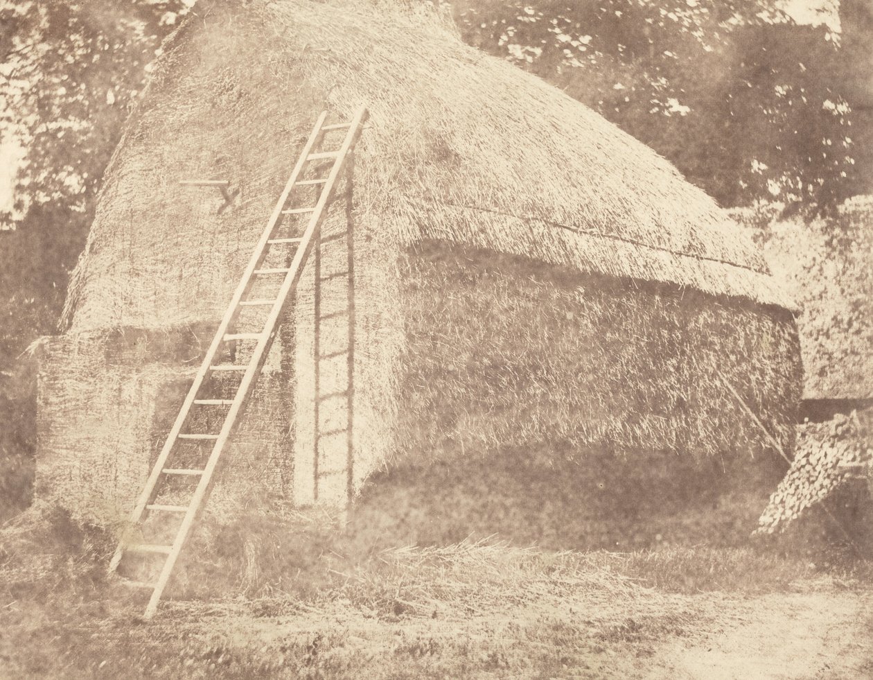 Heinäpuu,1844 (kuva) tekijältä William Henry Fox Talbot
