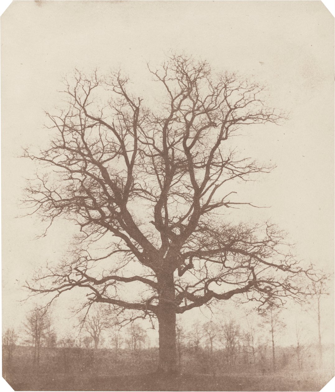 Tammi, 1840-luvun puoliväli (kuva) tekijältä William Henry Fox Talbot