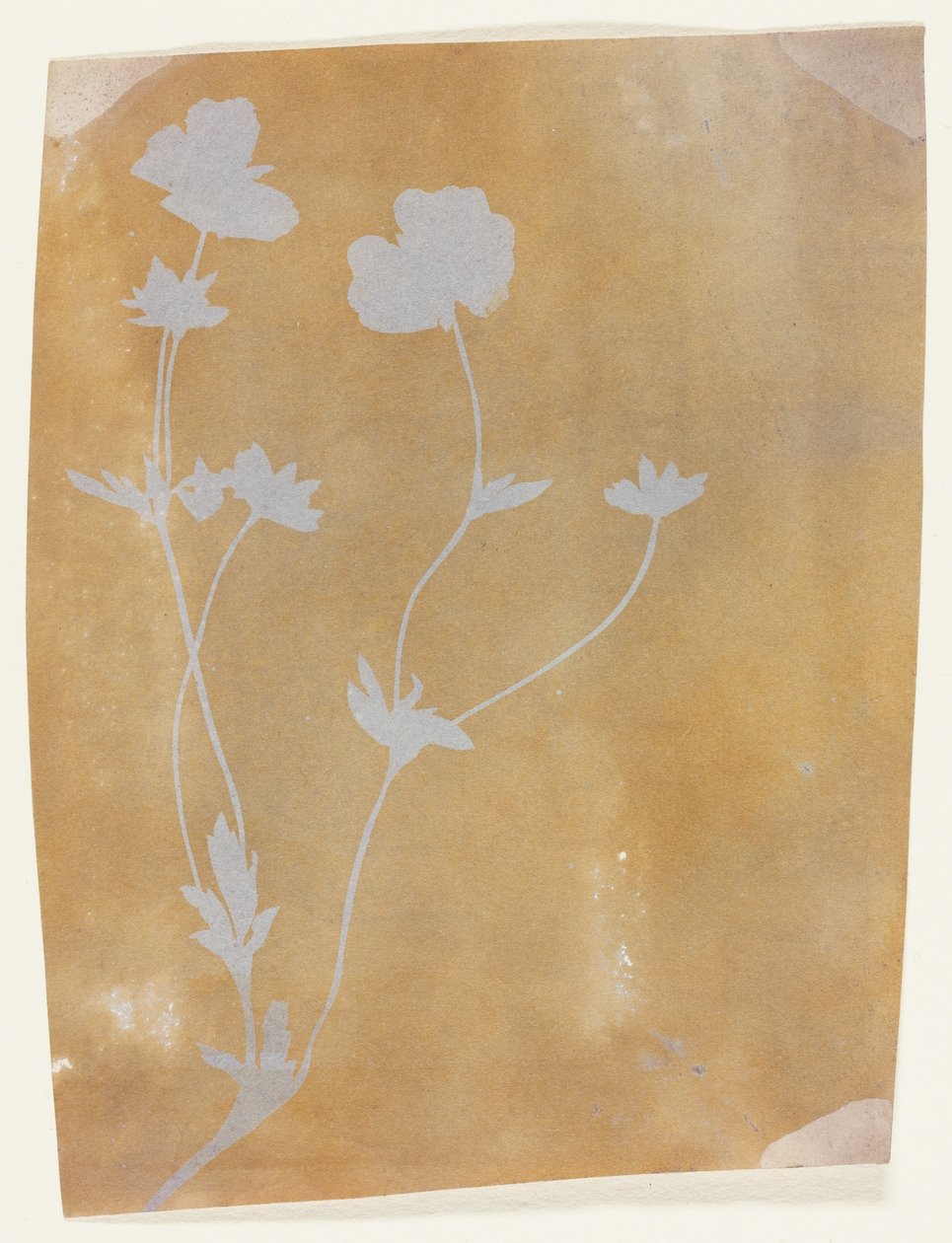 Lehtien ja kukkien varsi tekijältä William Henry Fox Talbot