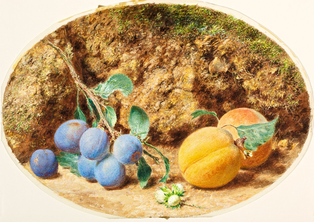 Purppurat luumut, aprikoosit ja puupähkinät, n. 1860 tekijältä William Henry Hunt