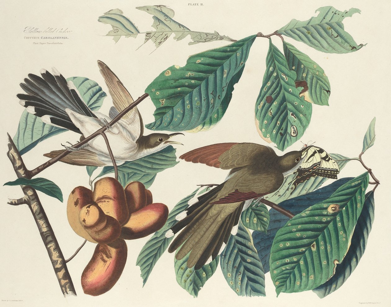 Keltanokkakäki, 1827. tekijältä William Home Lizars