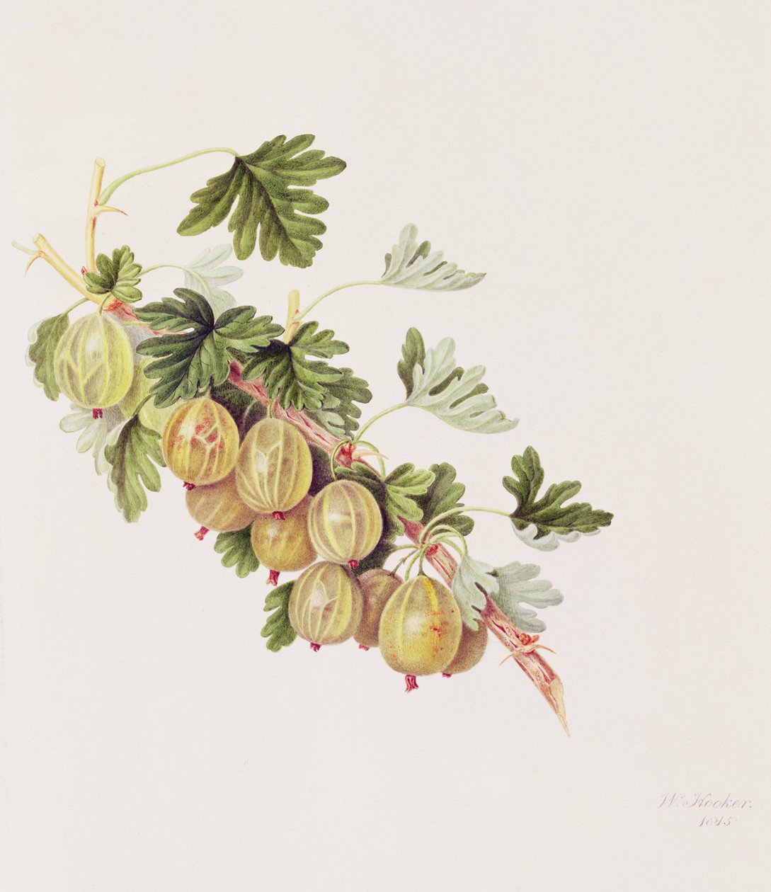 Vihreä karviainen, 1815 tekijältä William Hooker