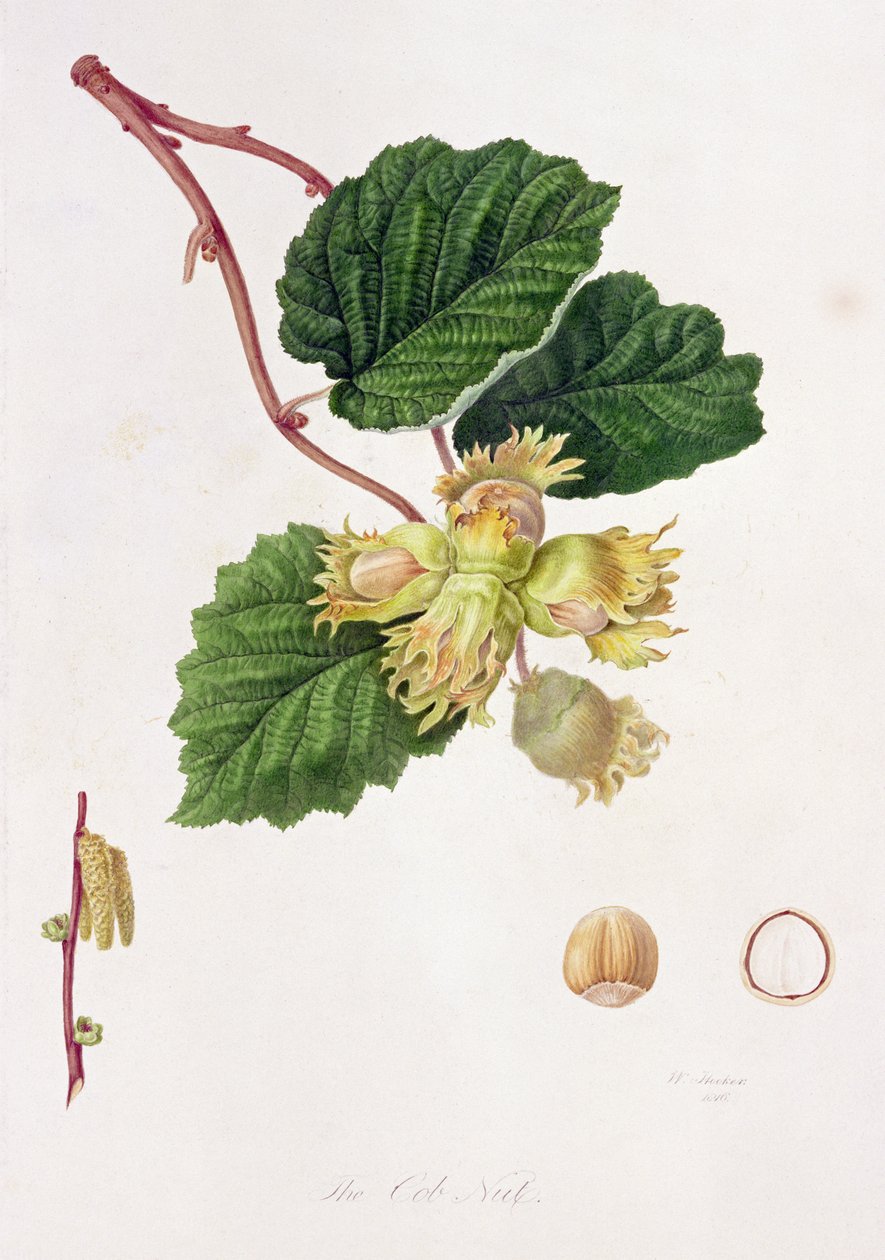 Cob Nut, 1816 tekijältä William Hooker