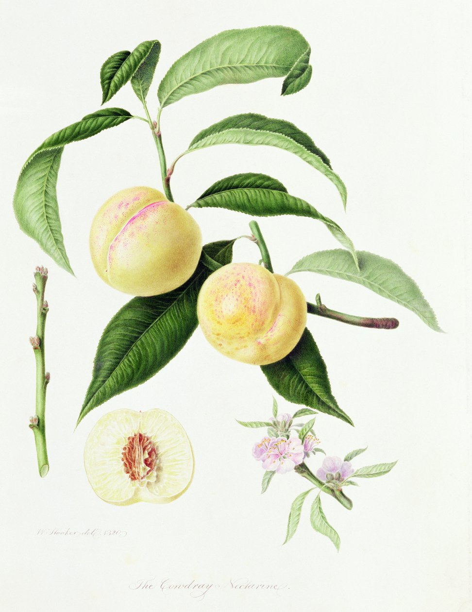 Conudray-nektariini, 1820 tekijältä William Hooker